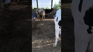 #animals #trending #viral #ytshorts #breeding #shortvideo #phddairywala #cow #hfcow