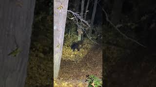 There’s a BEAR in my front yard! #shorts #bear #smokymountains #wildlife #mountains #cabin #nature