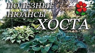 Хоста. Полезные нюансы.