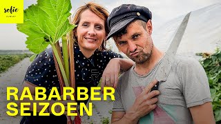 Hoe rabarber oogsten? | Groenten tips met boer Tijs | Sofie Dumont