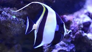 Care for Moorish Idol Zanclus cornutus 神像