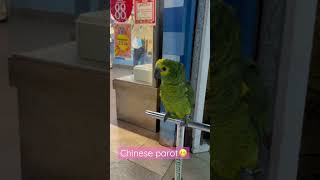 #chinesedrama#parot#shortvideo