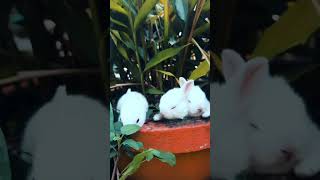 Funny Rabbits 😂😂😂😂 #funnyvideo #funny