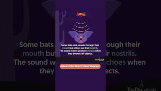 How Do Bats Navigate The Dark? #shorts#sciencefacts#sgscience#studenttips