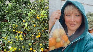 Ревизия остатков цитрусовых 🍋