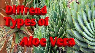 Diffrend type of Aloe vera||Aloe plants varieties||Aloe plants name