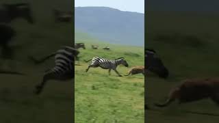 Mother zebra take down hyenas to save baby zebra #shorts #zebravshyenas