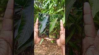 Vivo t2 Pro vs Realme 11 Pro Plus 200mp vs 64MP 🔥🤯 camera test #shorts