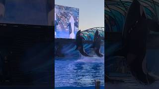 Orca Encounter - SeaWorld Orlando #shorts #youtubeshorts #orca