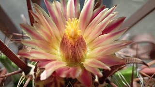 Ферокактус Латиспинус. Fero cactus Latispinus