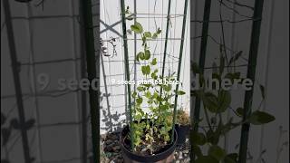 Growing Snow Peas in Container #garden #plants #gardening #containergardening #growfood #planting