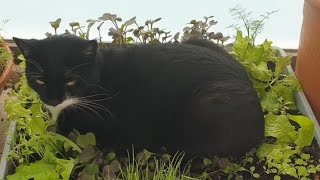 Katze Kitty im Salatbeet🥬