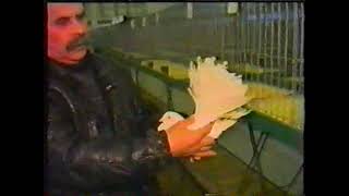 Ogólnopolska Wystawa Gołębi Rasowych Toruń 1994 odc. 1