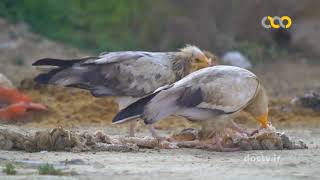 Wildlife of Iran, Vultures