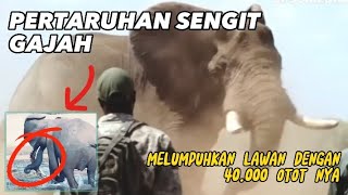 Persaingan yang sengit antara Gajah dan Buaya