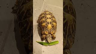 Lucky - The Tortoise #animal #ytshorts