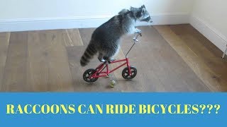 RACCOONS CAN RIDE BICYCLES???