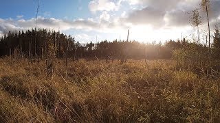 Семь дней в лесах Карелии в середине октября. Часть 1.