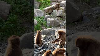 #monkeys #