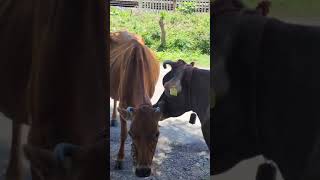 friends #cow# Animals #trending #yt #tamil #Village #minivlog #Animals lover #shorts