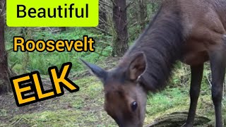 Roosevelt Elk up close (trail cam video Vancouver Island)