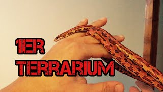 pantherophis guttatus : la maintenance ( provisoire )