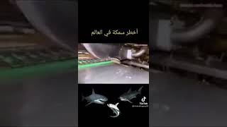 من اخطر  الاسماك  🐟 في العالم حتى  بعد قطع رأسها  لا تزال خطيرة…  👍?🎣🎣👏