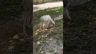 Addax at the Saint Louis Zoo