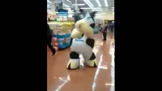 Vaca bailando nene malo