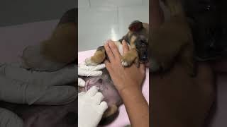 #SHORTS Diminuto cachorro malherido se convierte en una piraña salvaje!!