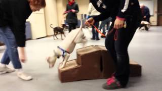 Sochi The Pit Bull Learning Steps