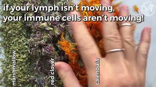 Support your Lymph to support Immune function