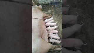 3days old piglets