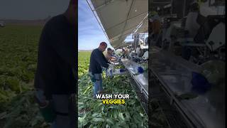 You have to wash your veggies 🤯 #fypシ゚viral #shorts