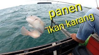 Mancing Dasaran Pakai Umpan Udang Bikin Ketagihan