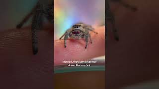 Spider Falls Asleep Like a Robot On Man's Finger #shorts #tiktok #spider #sleep