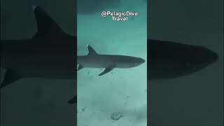 Nocturnal Hunters: The Whitetip Reef Shark 🦈