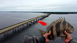 Huge SHEEPSHEAD found under Perdido Bay Bridge | Kayaking with Dolphins