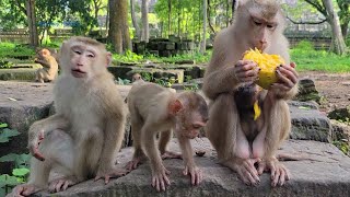 I tried to food feeding Libby ! Seduce her to raise Baby tiny Rainbow 🐒| Life Story - Rainbow Monkey