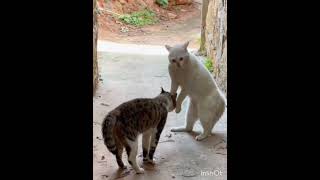 Cat vs Cat