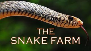 Bangkok Snake Farm (Queen Saovabha Memorial Institute Thailand) - Things to do in Bangkok