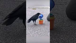 Smart crow tries to stack cups by size 🤯