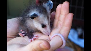 New Baby Possum Appears on mother