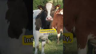 Learn more about Cows #sensitive #eyesight #social #