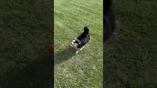 Playing fetch with Dove Part 1