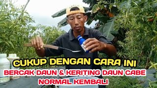 S : PENGENDALIAN HAMA BERCAK DAUN DAN KERITING DAUN TANAMAN CABE