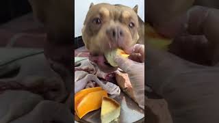 BEST DOG EATING FOOD #dogfood #dog #eating #tiktok #douyin #shorts