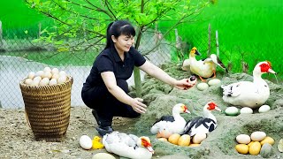 harvest Chicken eggs Duck eggs, goes To Market Sell - Harvesting and Cooking |Tieu Vy Daily Life