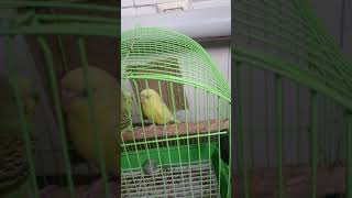 Papuqay satilir ucuz Parrot MUHABBET KUŞU Baby Budgie Hatching