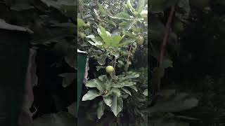 Skardu |Visit to a random house in Skardu, such amazing view #nature #flowers #colors #fruits #apple